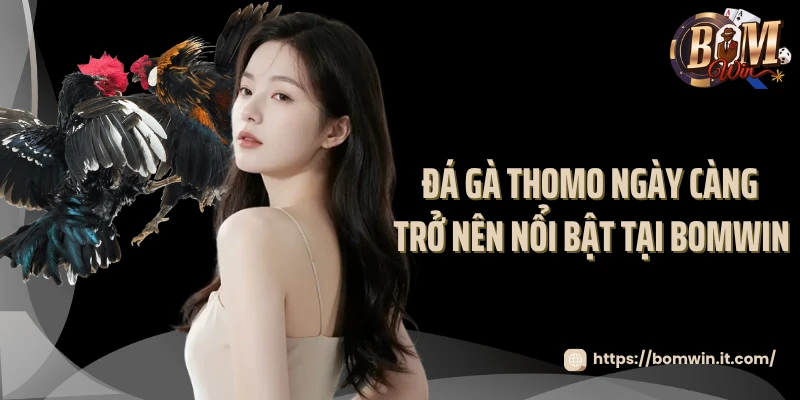Đá gà thomo ngày càng trở nên nổi bật tại Bomwin